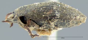 Media type: image;   Entomology 6003 Aspect: habitus lateral view